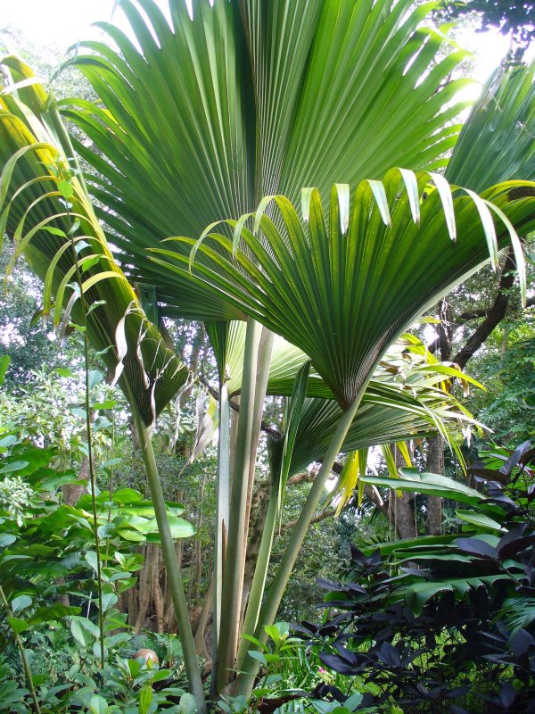 Lodoicea maldivica