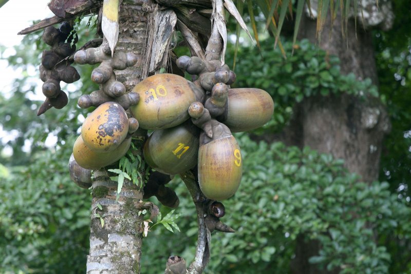 Lodoicea maldivica