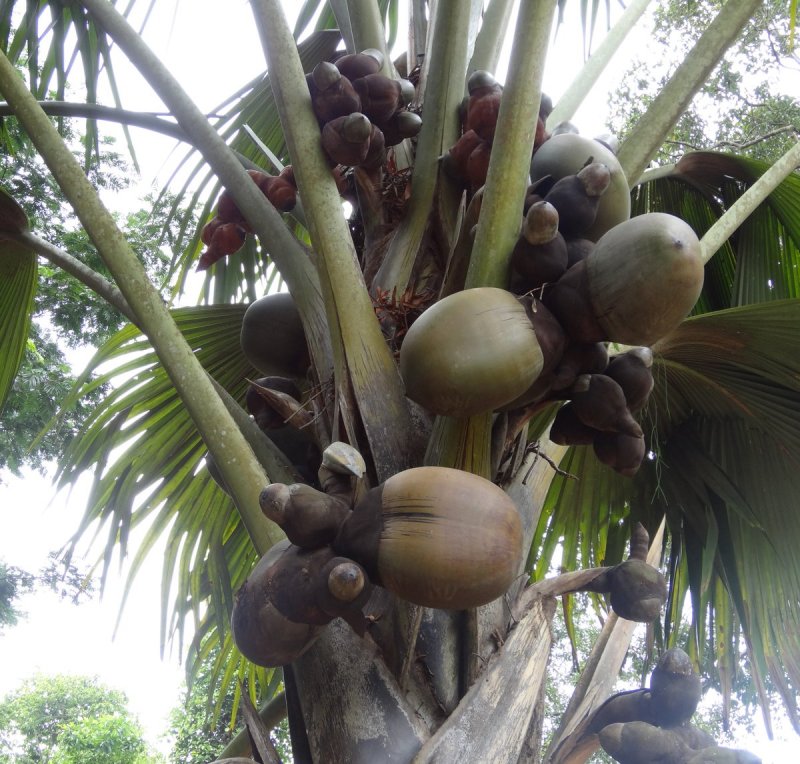 Lodoicea maldivica
