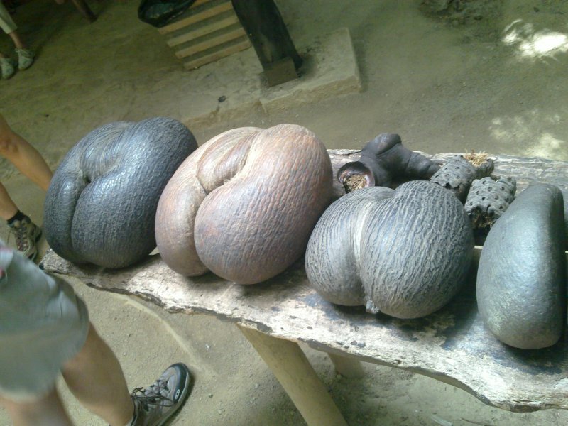 Coco de mer сейшельский