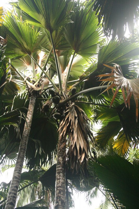 Lodoicea maldivica