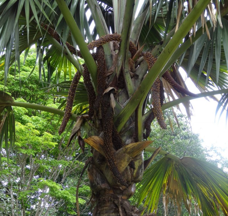 Lodoicea maldivica