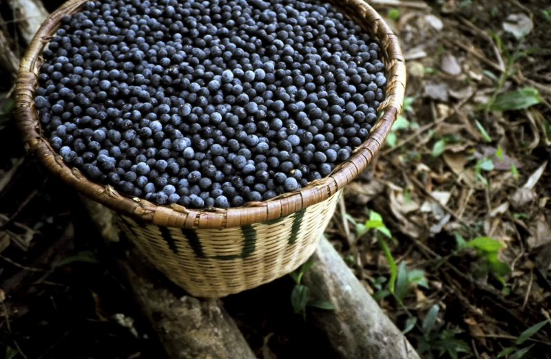 Ягода Acai