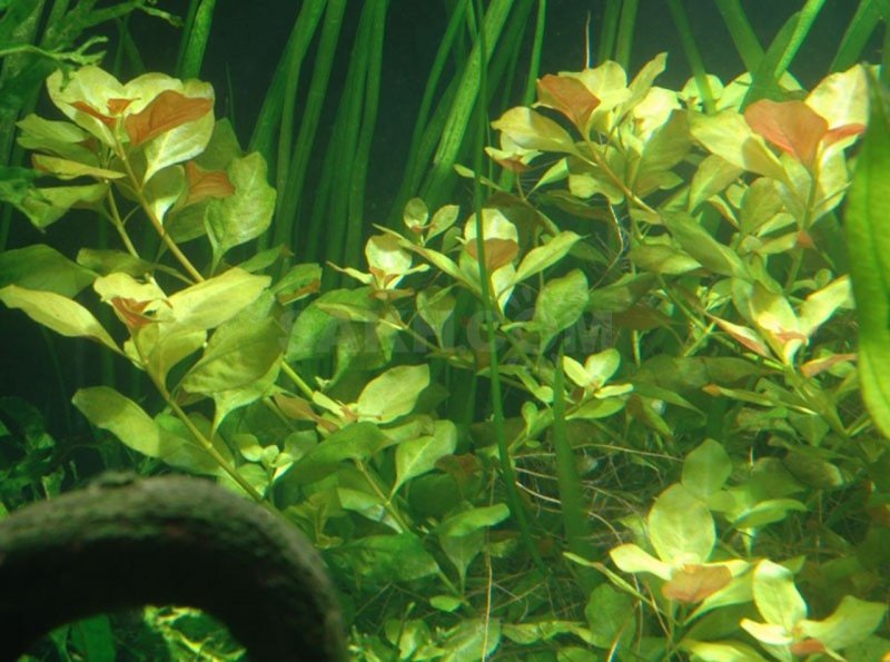 Людвигия ползучая (Ludwigia repens)