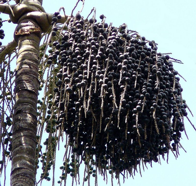 Euterpe oleracea