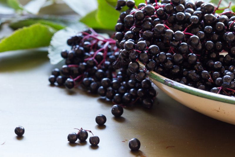 Elderberry ягода