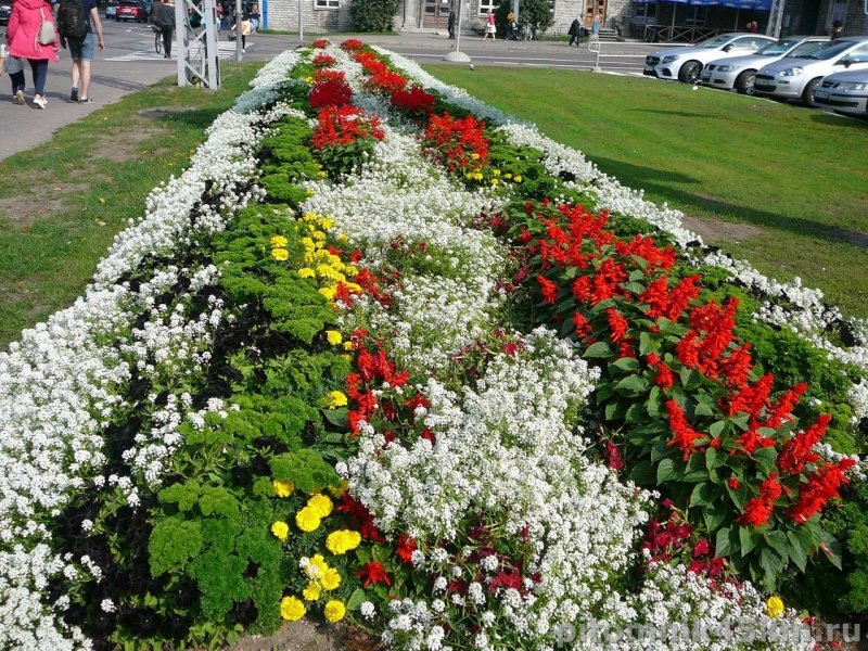 Клумбы бархатцы Сальвия цинерария