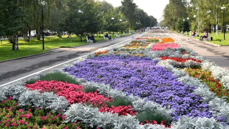 Цветник агератум бархатцы цинерария