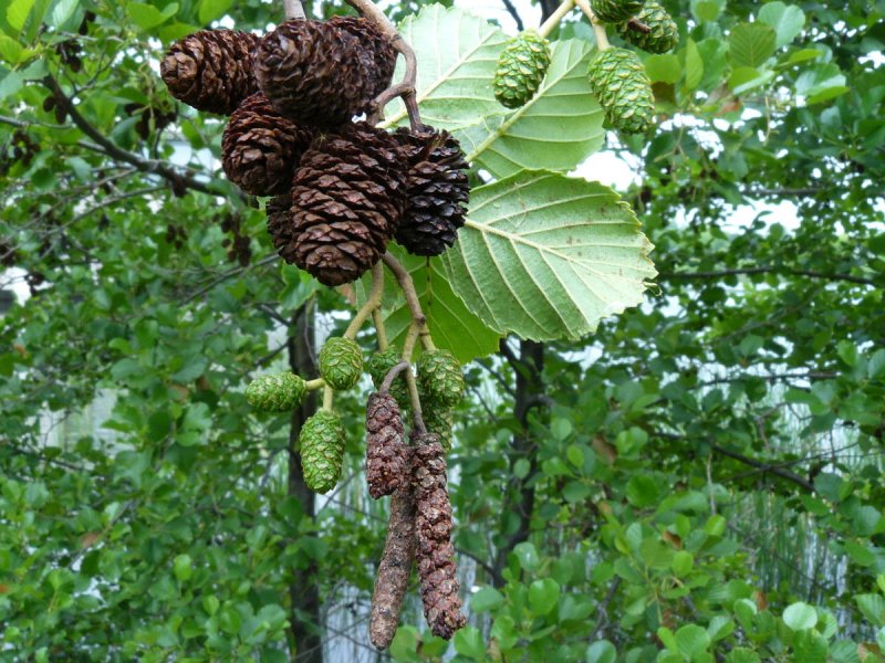Ольха черная (Alnus glutinosa)