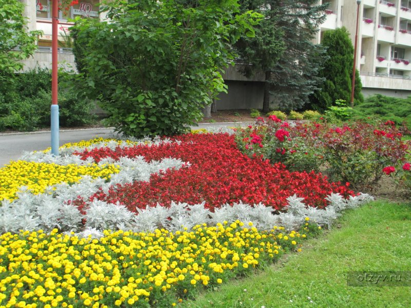 Клумба бархатцы Сальвия цинерария агератум