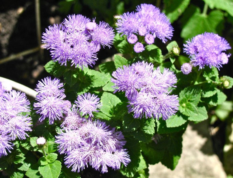 Агератум Хоустона (Ageratum houstonianum)