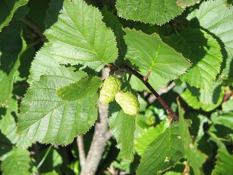 Alnus alnobetula