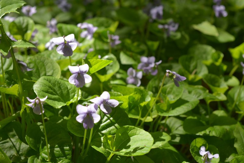 Palustris виолы