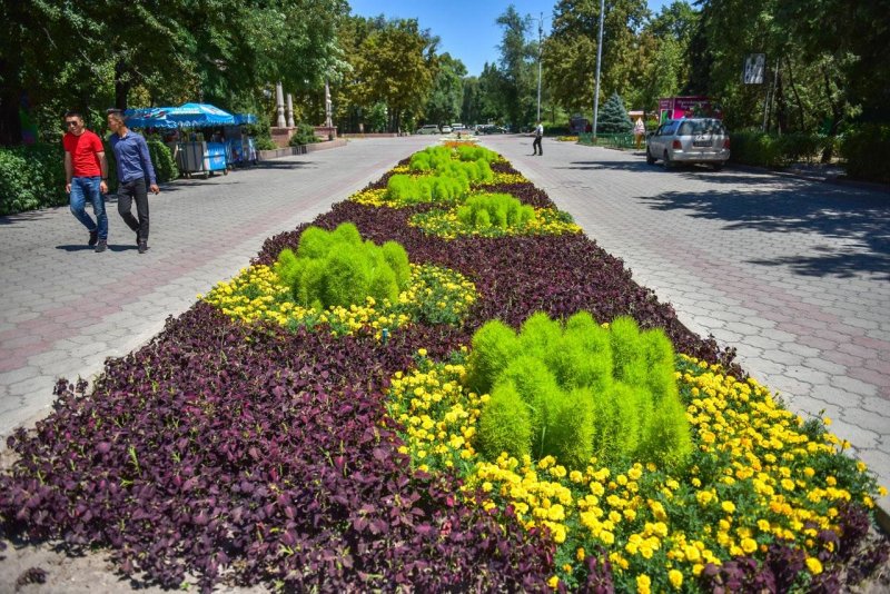 Клумба львиный зев и цинерария