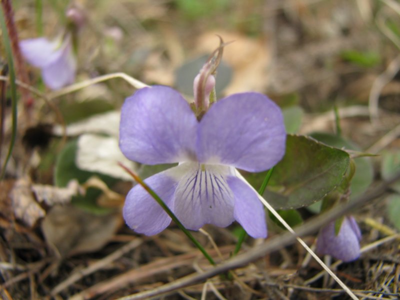 Фиалка собачья (Viola Canina l.)