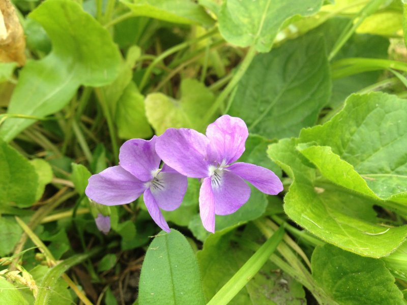 Viola hirta