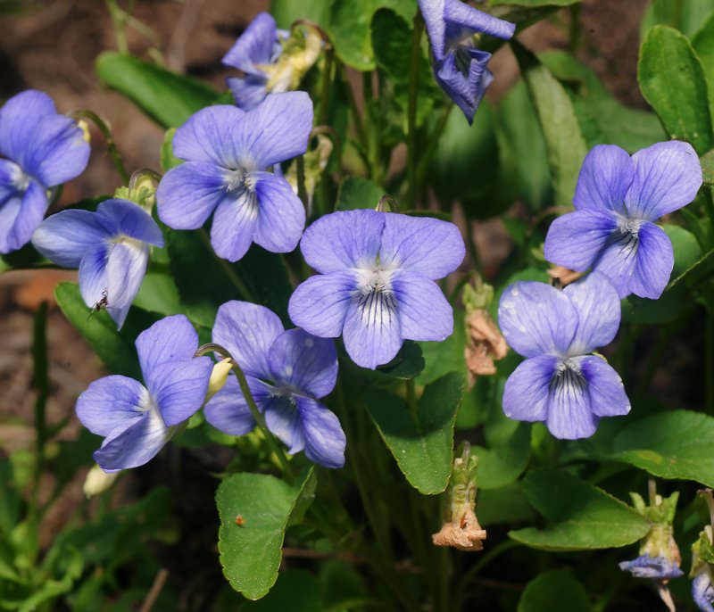 Фиалка собачья (Viola Canina)