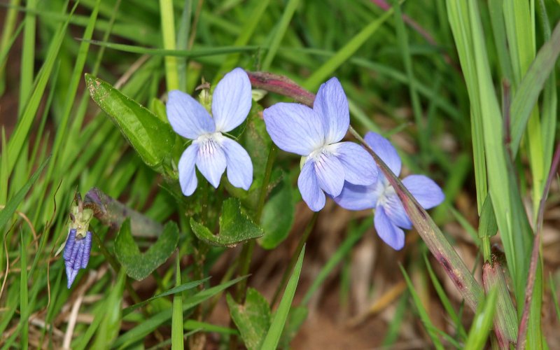 Фиалка Болотная (Viola palustris)