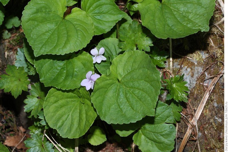 Фиалка холмовая (лат. Viola Collina)