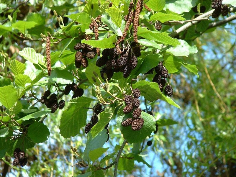 Ольха черная (Alnus glutinosa (l.) Gaertn)