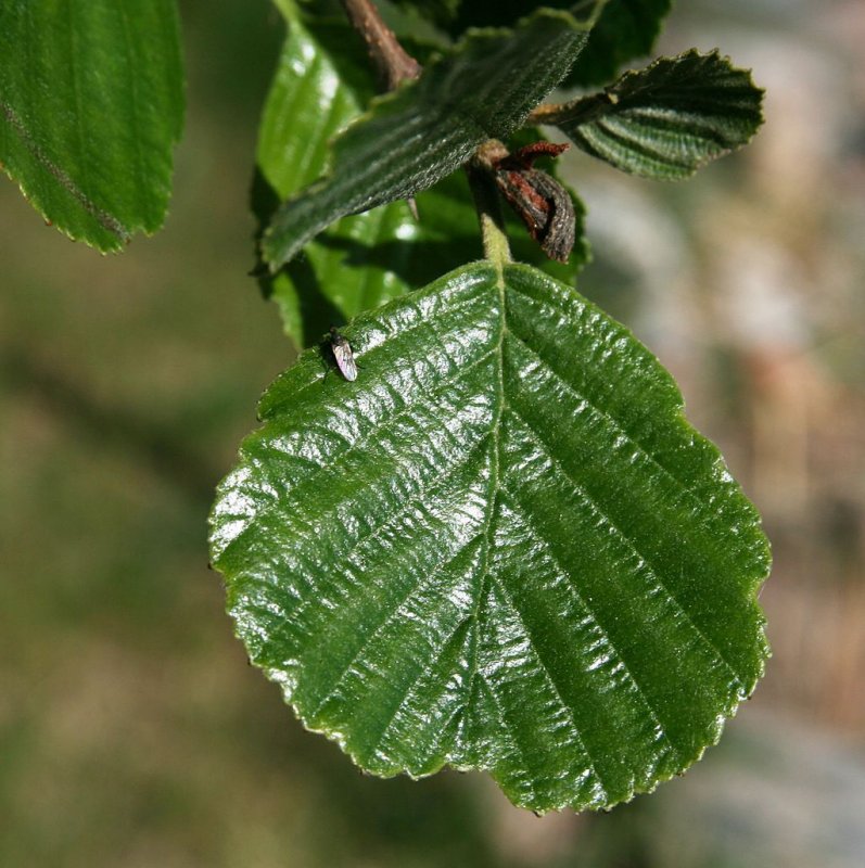 Ольха черная (Alnus glutinosa)