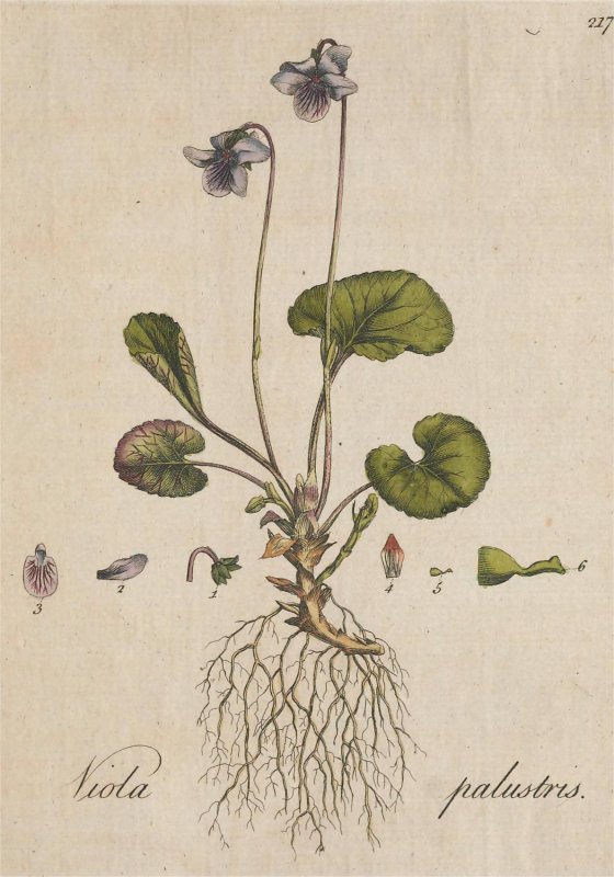 Фиалка разноплодная Viola hetterocarpa