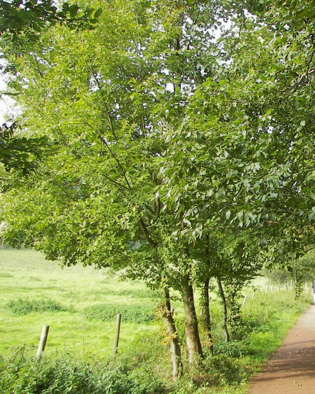 Alnus incana