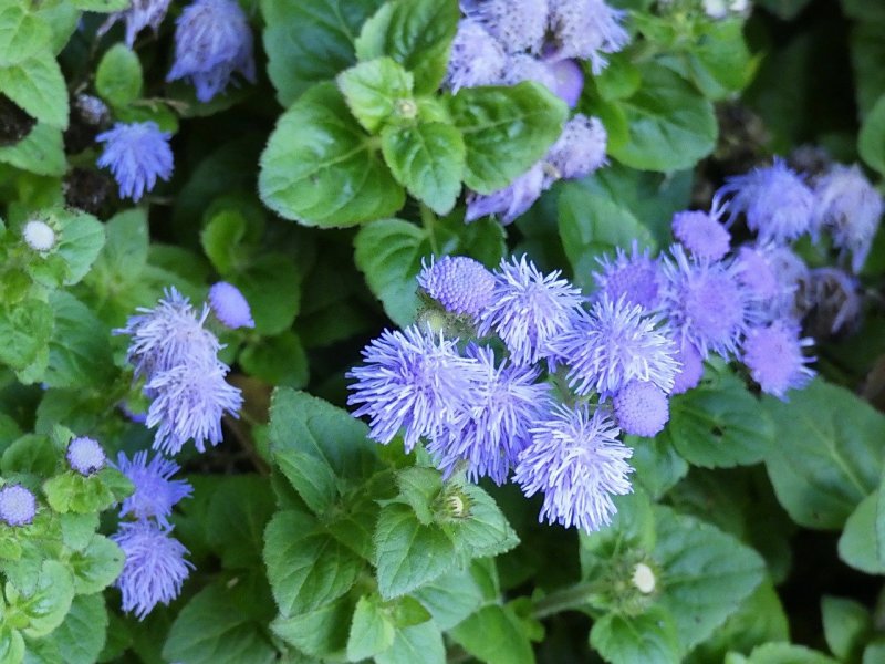 Агератум Хоустона (Ageratum houstonianum)