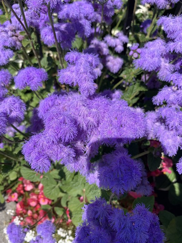 Агератум Хоустона (Ageratum houstonianum)