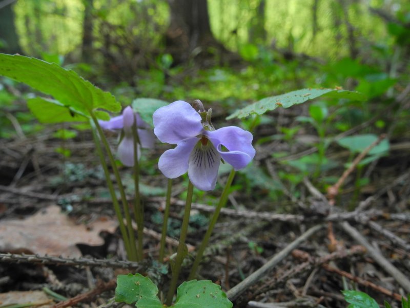 Фиалка топяная Viola uliginosa