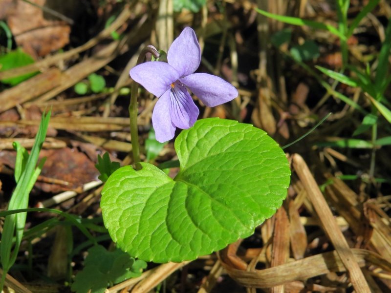 Фиалка топяная Viola uliginosa