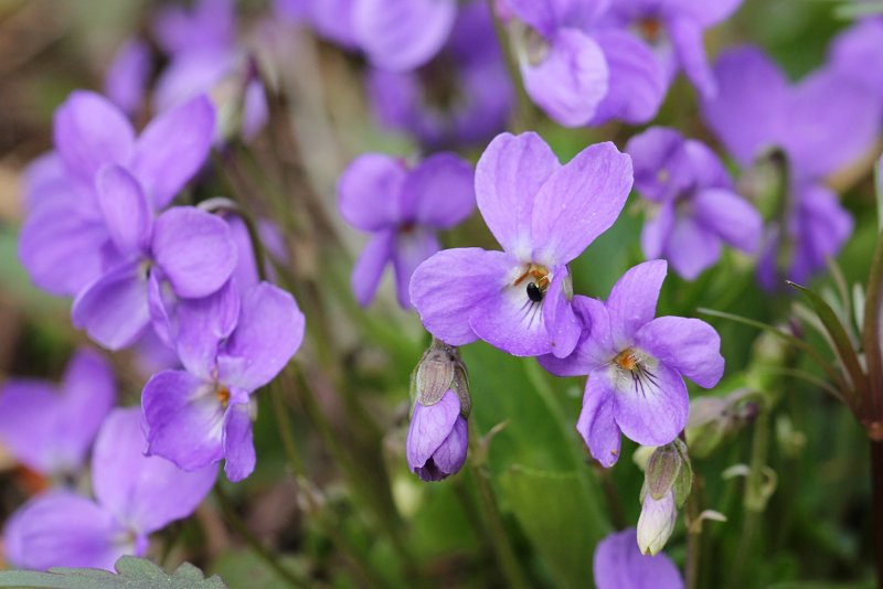 Фиалка собачья (Viola Canina)