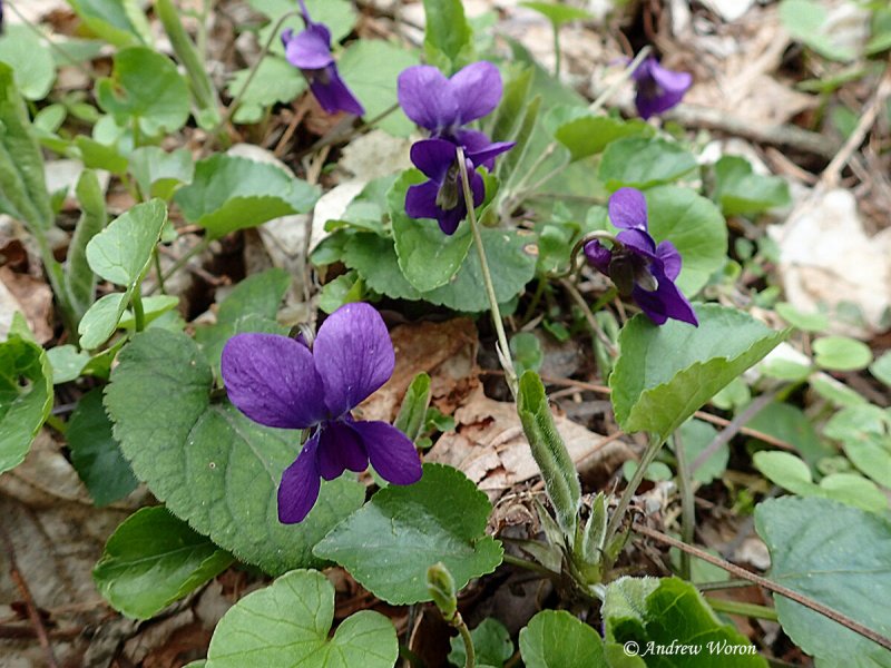 Фиалка собачья (Viola Canina)