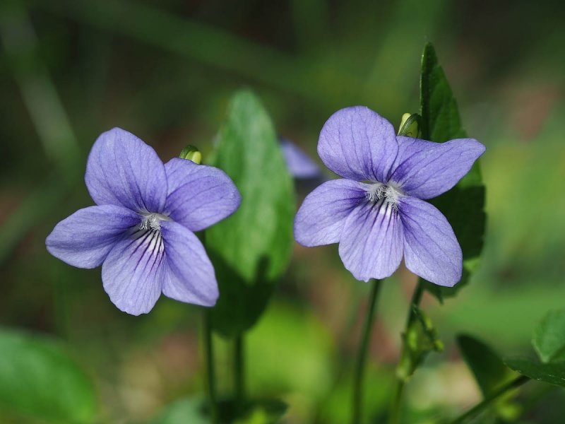 Фиалка собачья (Viola Canina)