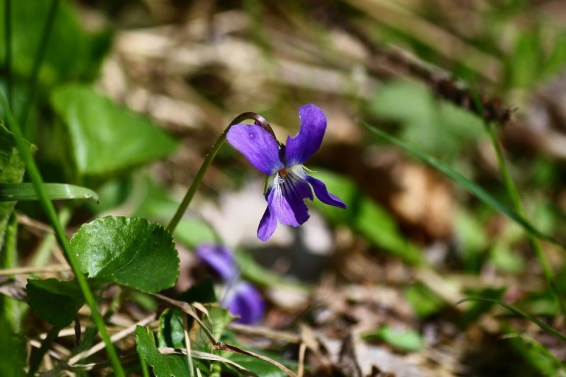 Фиалка pubescens