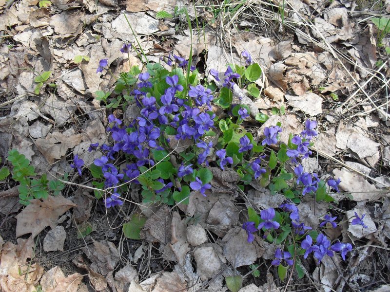 Viola epipsila