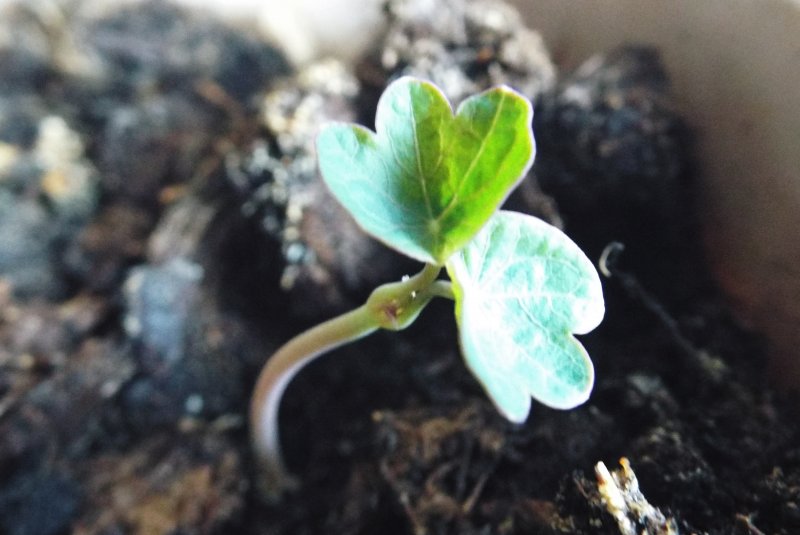Tropaeolum majus l. настурция большая