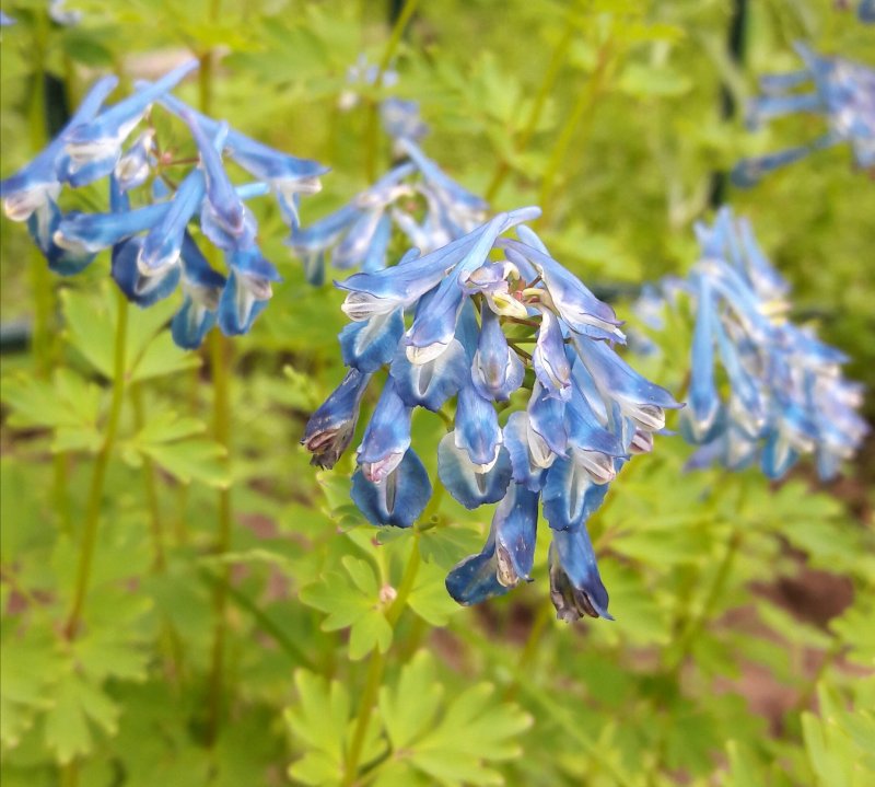 Хохлатка плотная Corydalis solida