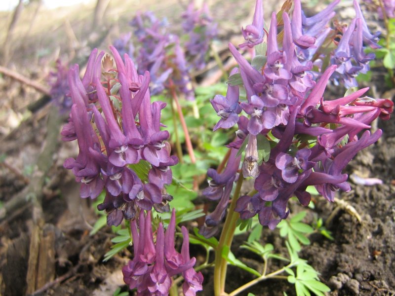 Хохлатка плотная Corydalis solida