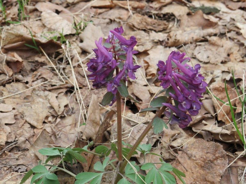 Corydalis Intermedia