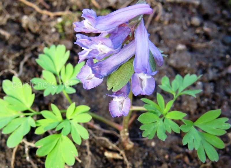 Corydalis lutea хохлатка
