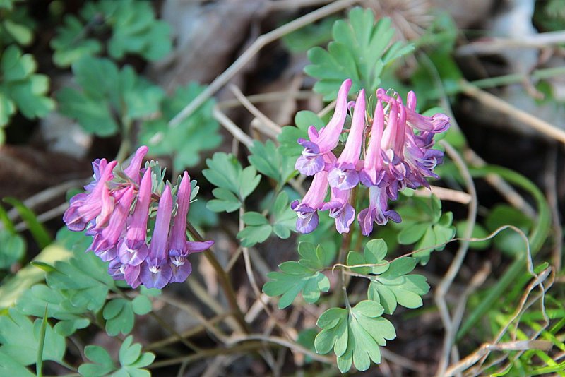 Хохлатка плотная Corydalis solida