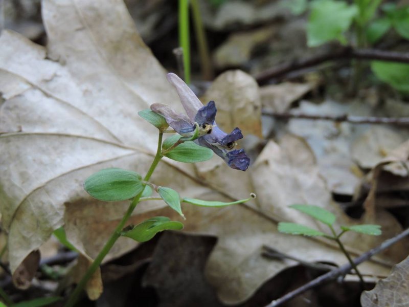 Corydalis хохлатка Cava