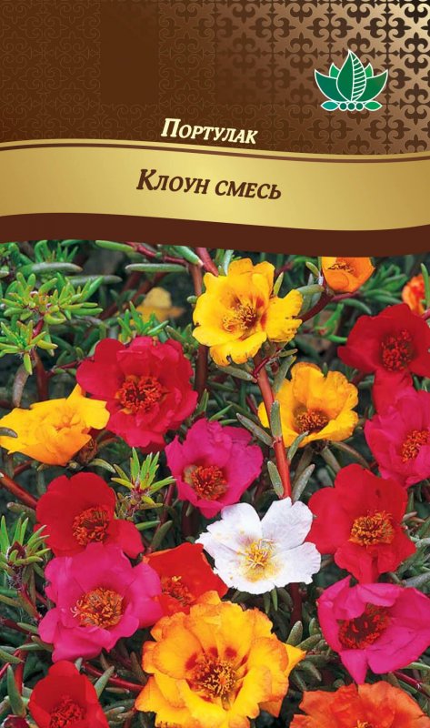 Портулак Соня