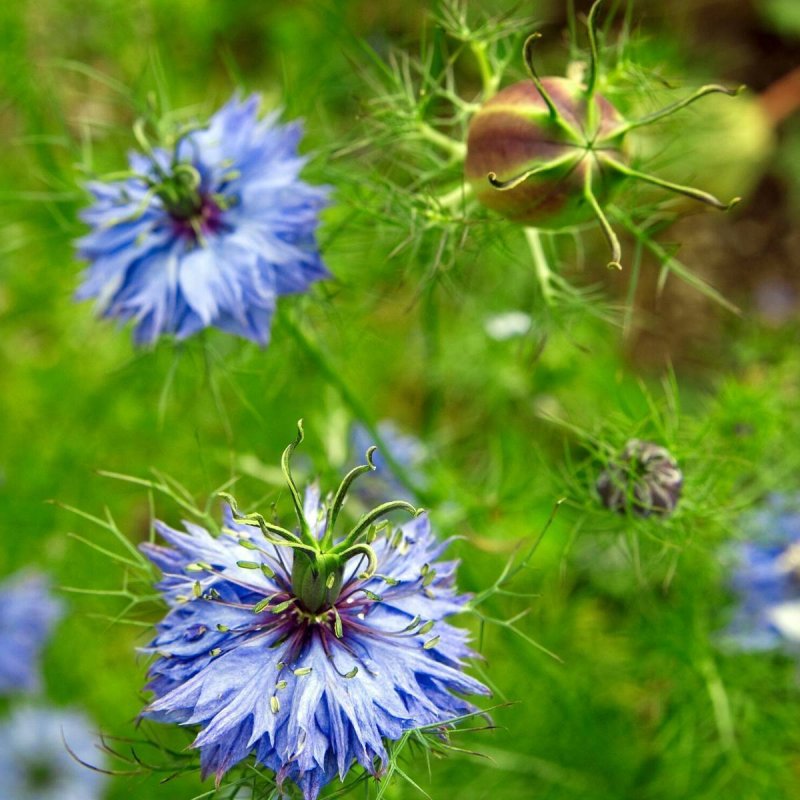 Nigella Sativa (Чернушка посевная)