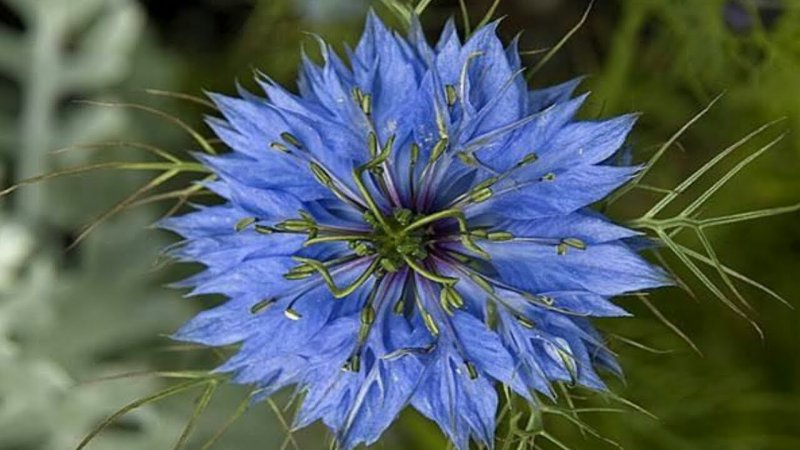 Nigella Sativa (Чернушка посевная)