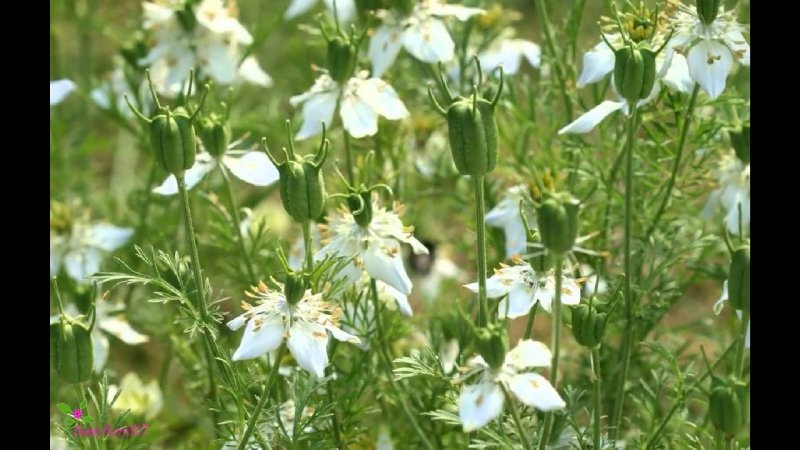 Nigella Sativa (Чернушка посевная)