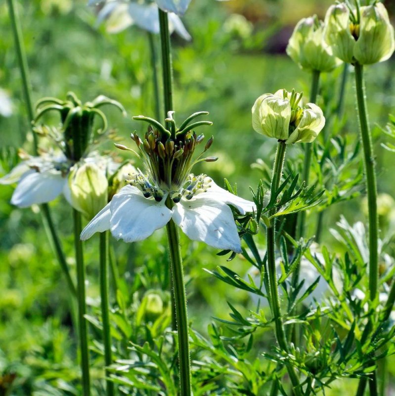 Растение Nigella Sativa