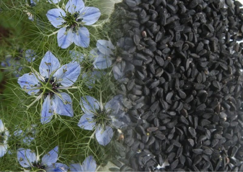 Nigella Sativa (Чернушка посевная)
