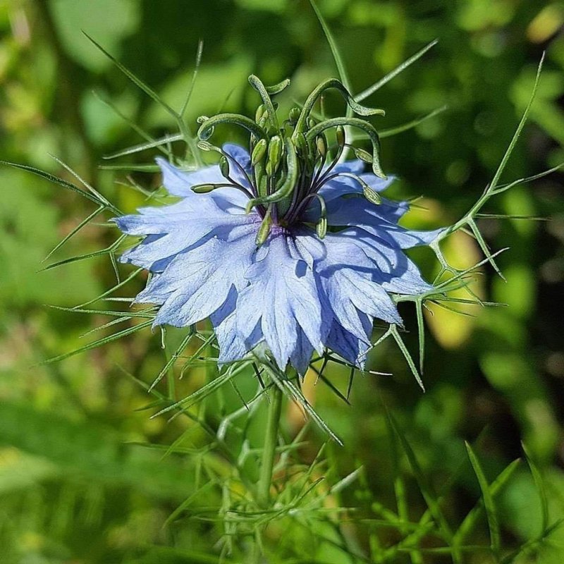 Растение Nigella Sativa